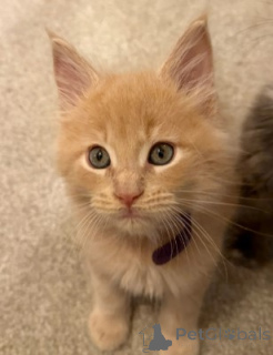 Foto №2 zu Ankündigung № 160415 zu verkaufen maine-coon-katze - einkaufen Deutschland züchter