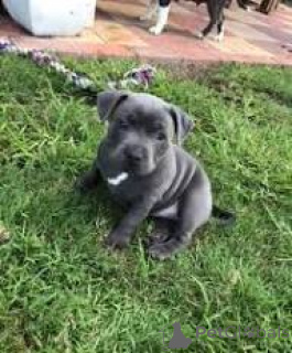 Foto №3. Staffordshire Bull Terrier Welpen zu verkaufen. Großbritannien