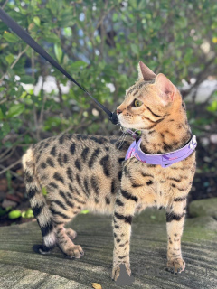 Foto №1. bengal katzenrasse - zum Verkauf in der Stadt Salo | 750€ | Ankündigung № 152944