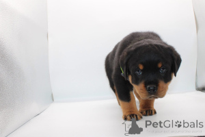 Foto №2 zu Ankündigung № 165223 zu verkaufen rottweiler - einkaufen Rumänien züchter