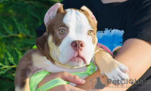 Zusätzliche Fotos: American Bully Kennel bietet Welpen zur Buchung an