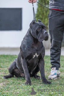 Zusätzliche Fotos: Cane Corso-Welpen