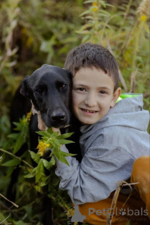 Foto №4. Ich werde verkaufen mischlingshund in der Stadt Москва.  - preis - Frei