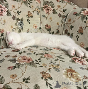 Foto №4. Ich werde verkaufen  in der Stadt Lille.  - preis - verhandelt