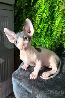 Foto №3. Chatons Sphynx zu verkaufen. Belgien