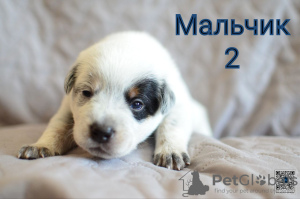 Foto №3. Australischer Heeler Cattle Dog. Weißrussland