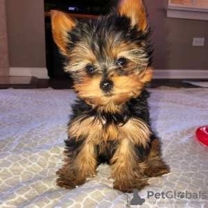 Foto №1. yorkshire terrier - zum Verkauf in der Stadt Houston | 423€ | Ankündigung № 15454