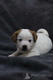 Foto №1. jack russell terrier - zum Verkauf in der Stadt Gomel | 188€ | Ankündigung № 169284