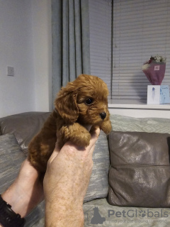 Foto №2 zu Ankündigung № 132005 zu verkaufen maltipu - einkaufen USA quotient 	ankündigung