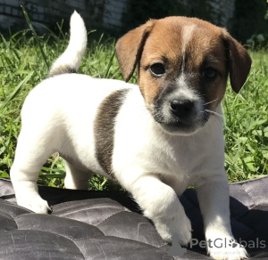 Foto №1. jack russell terrier - zum Verkauf in der Stadt Anderlecht | verhandelt | Ankündigung № 170796