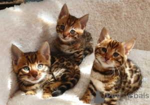 Foto №1. bengal katzenrasse - zum Verkauf in der Stadt Al Ain | verhandelt | Ankündigung № 158282