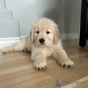 Foto №2 zu Ankündigung № 140717 zu verkaufen golden retriever - einkaufen Deutschland züchter