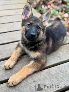 Foto №2 zu Ankündigung № 163586 zu verkaufen deutscher schäferhund - einkaufen Deutschland züchter