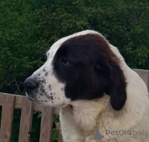 Foto №2 zu Ankündigung № 142286 zu verkaufen zentralasiatischer owtscharka - einkaufen Serbien 