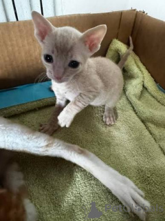 Foto №3. Stammbaum der Cornish Rex Kätzchen. Montenegro