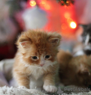 Foto №1. maine-coon-katze - zum Verkauf in der Stadt Bonn | 350€ | Ankündigung № 123465