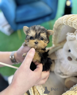 Foto №1. yorkshire terrier - zum Verkauf in der Stadt Bratislava | verhandelt | Ankündigung № 161812