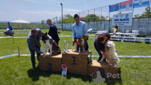 Zusätzliche Fotos: Basenji-Welpen zu verkaufen