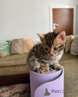 Foto №1. bengal katzenrasse - zum Verkauf in der Stadt Gamprin | 350€ | Ankündigung № 152069