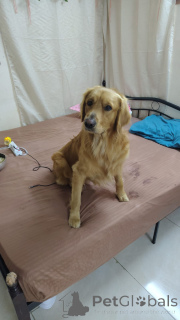 Foto №1. Paarung Service - züchten: golden retriever. Preis - verhandelt