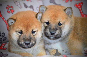 Foto №3. Shiba Inu Welpen zu verkaufen. Serbien