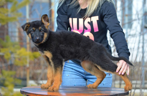 Foto №3. Mädchen, Deutscher Schäferhund, mit einem vollständigen Paket von Dokumenten. Ukraine