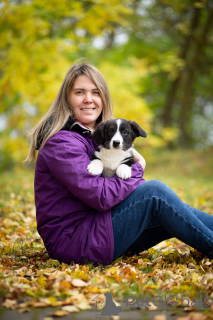 Foto №1. welsh corgi - zum Verkauf in der Stadt St. Petersburg | 485€ | Ankündigung № 155620