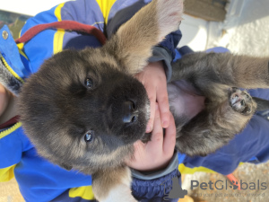 Foto №1. mischlingshund - zum Verkauf in der Stadt Ryazan | 95€ | Ankündigung № 88699