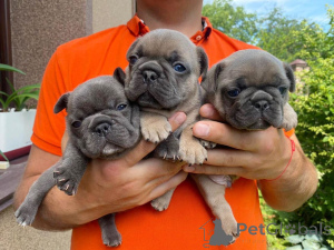 Foto №1. französische bulldogge - zum Verkauf in der Stadt Berlin | verhandelt | Ankündigung № 166204