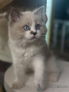 Foto №3. Verträumte Augen, sanftes Herz Luna ist Mondlicht in Kätzchenform.. Finnland