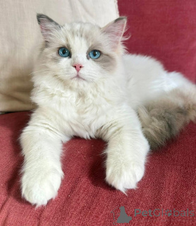 Foto №2 zu Ankündigung № 156419 zu verkaufen ragdoll-katze - einkaufen Irland züchter