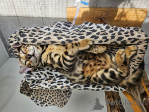 Foto №4. Ich werde verkaufen bengal katzenrasse in der Stadt Zagreb. züchter - preis - 800€