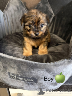 Foto №2 zu Ankündigung № 163986 zu verkaufen chow-chow - einkaufen USA quotient 	ankündigung