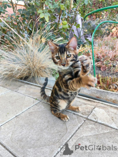 Foto №2 zu Ankündigung № 153415 zu verkaufen bengal katzenrasse - einkaufen Österreich quotient 	ankündigung