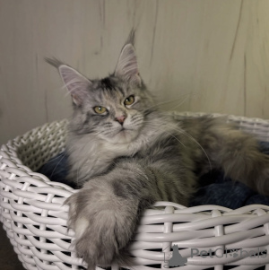 Foto №2 zu Ankündigung № 161721 zu verkaufen maine-coon-katze - einkaufen USA züchter