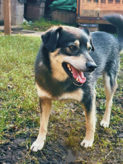 Zusätzliche Fotos: Lächelnder Hund Masyanya sucht ein Zuhause!