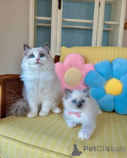 Foto №1. ragdoll-katze - zum Verkauf in der Stadt Hannover | 250€ | Ankündigung № 156675