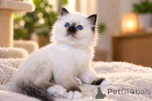 Foto №2 zu Ankündigung № 176724 zu verkaufen birma-katze - einkaufen Finnland 