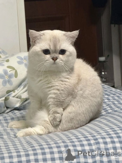 Foto №1. schottische faltohrkatze - zum Verkauf in der Stadt Aizlenten | 400€ | Ankündigung № 157399