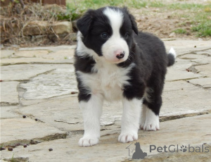Foto №1. border collie - zum Verkauf in der Stadt Athen | verhandelt | Ankündigung № 172522