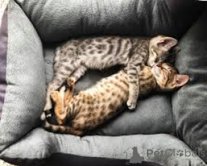 Foto №3. Kauniita savanninpentuja myytävänä. Finnland