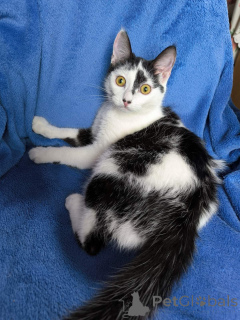 Foto №3. Die Seele der Emily. Weißrussland