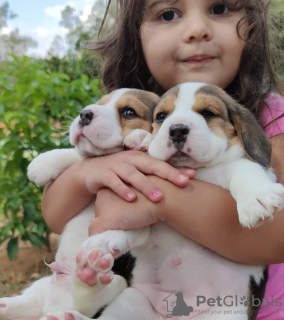 Foto №3. Beagle-Welpen suchen ein Zuhause für immer. Deutschland