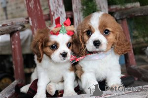 Foto №3. Entzückende Cavalier King Charles Welpen zur kostenlosen Adoption. Deutschland