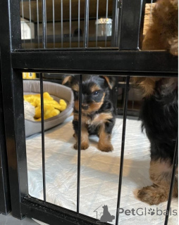 Foto №2 zu Ankündigung № 135153 zu verkaufen yorkshire terrier - einkaufen Deutschland 