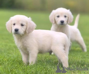 Foto №1. golden retriever - zum Verkauf in der Stadt Vilnius | verhandelt | Ankündigung № 175925