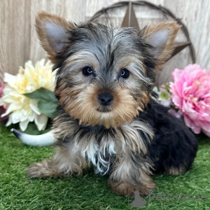 Foto №2 zu Ankündigung № 136314 zu verkaufen yorkshire terrier - einkaufen Deutschland 