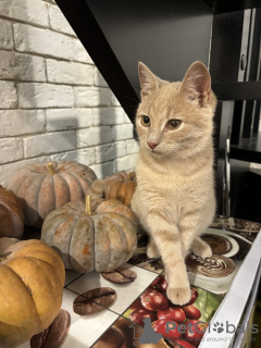 Foto №2 zu Ankündigung № 106785 zu verkaufen  - einkaufen Russische Föderation quotient 	ankündigung