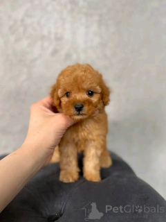 Foto №1. pudel (royal) - zum Verkauf in der Stadt Berlin | 1000€ | Ankündigung № 139084