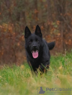 Foto №2 zu Ankündigung № 125200 zu verkaufen deutscher schäferhund - einkaufen Serbien 